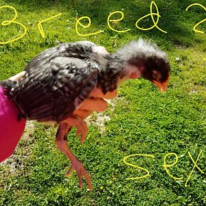 SEX AND BREED?