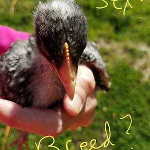 SEX AND breed?