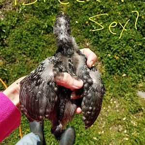 SEX AND breed?