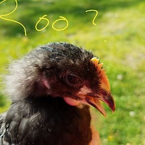 Roo?