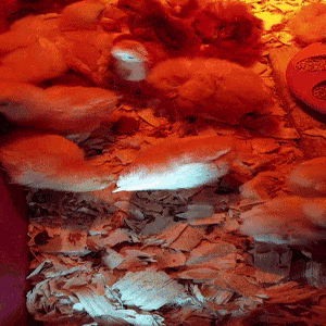 New 2018 chicks