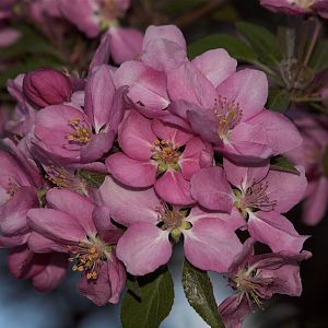 Crabapple_X5086391_05-08-2018-001