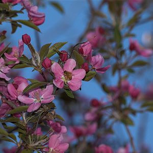 Crabapple_X5086388_05-08-2018-001