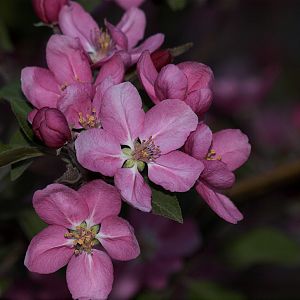 Crabapple_X5086390_05-08-2018-001