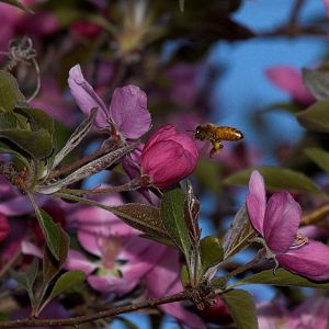 Honeybee_X5086389_05-08-2018-001