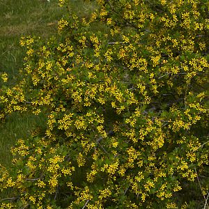 Currant_blossom_X5106401_05-10-2018-001