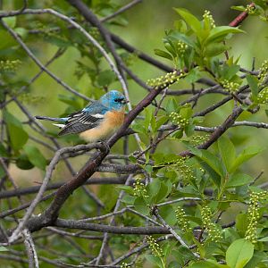 Bluebird_X5116437_05-11-2018-001