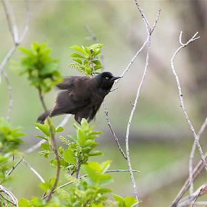 Grackle_X5116450_05-11-2018-001