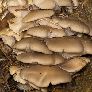 Oyster_mushrooms_U5113974_05-11-2018-001
