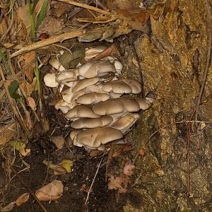 Oyster_mushrooms_U5113977_05-11-2018-001