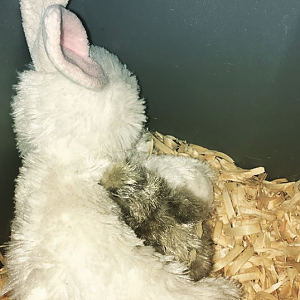 Baby silkie cuddling with stuffed bunny