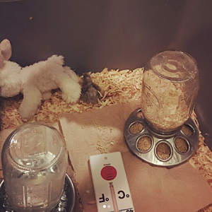 Baby silkie with stuffed bunny