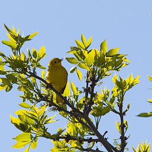 Yellow_warbler_X5156538_05-15-2018-001