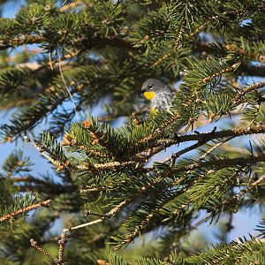 Yellow-rumped_warbler_X5156515_05-15-2018-001