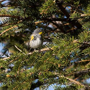 Yellow-rumped_warbler_X5156518_05-15-2018-001