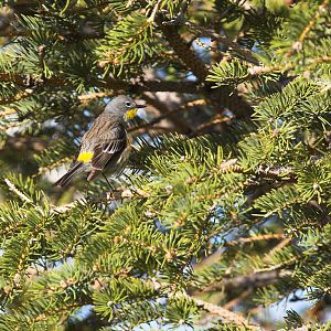 Yellow-rumped_warbler_X5156519_05-15-2018-001
