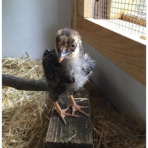 Golden Laced Wyandotte