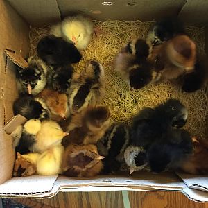 My Second TWO Dozen