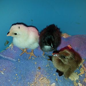 5 days, 2 days, 1 day old