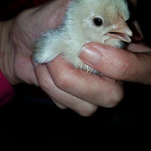 Hatched today