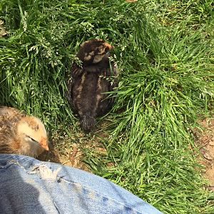 First day in the grass