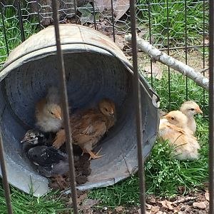 Old bucket full of babies