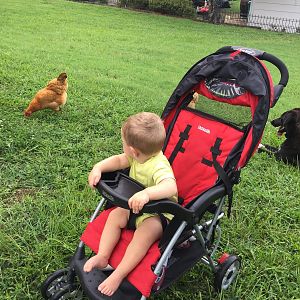 A baby and his animals