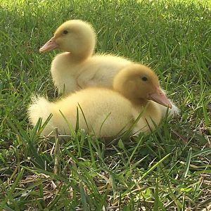 Ducks As Babies
