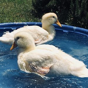 Lillie and Georgia love to swim in the pool
