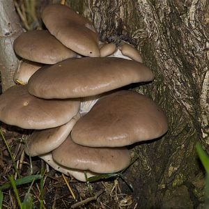 Brown_oyster_mushrooms_X5206643_05-20-2018-001