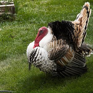 Sweetgrass_tom_X5106417_05-10-2018-001