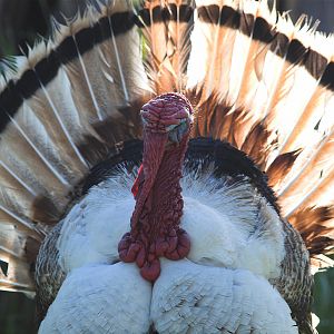 Sweetgrass_tom_X5156527_05-15-2018-001