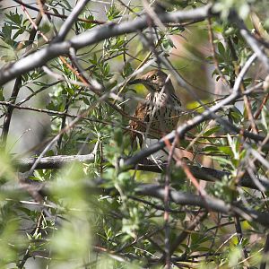 Brown_thrasher_X5176549_05-17-2018-001