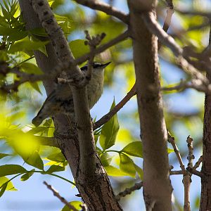 Red-breasted_nuthatch_X5176559_05-17-2018-001
