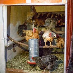 Inside the Coop