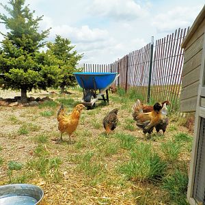 Spring Chicks First Expedition