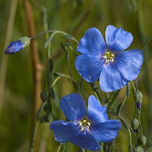 Blue_flax_X5206656_05-20-2018-001