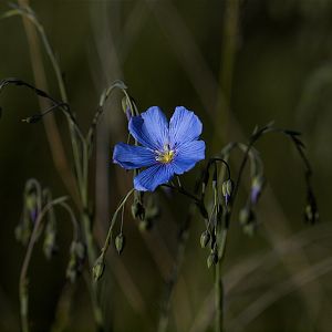 Blue_flax_X5176540_05-17-2018-001