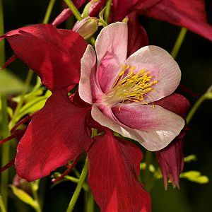 Columbine_U5263991_05-26-2018-001