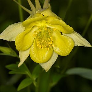 Yellow_columbine_U5263989_05-26-2018-001