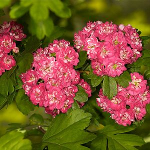 Hawthorn_blossoms_U5263983_05-26-2018-001