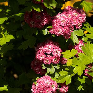 Hawthorn_blossoms_U5263984_05-26-2018-001