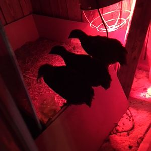 Perching