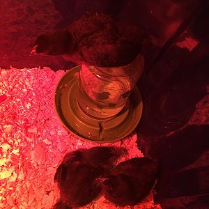 Baby Chicks