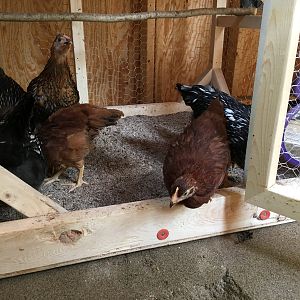 First steps out of the brooder and into the big bird coop!