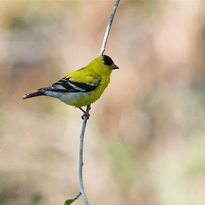 American_goldfinch_X5186578_05-18-2018-001