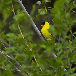 American_goldfinch_X5186581_05-18-2018-001