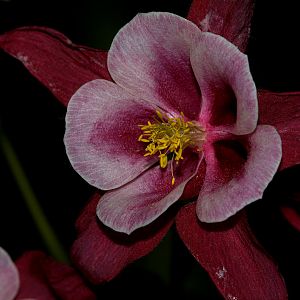 Columbine_X6046683_06-04-2018-001