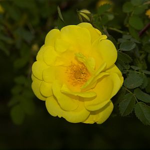 Harison's_yellow_rose_X6056713_06-05-2018-001