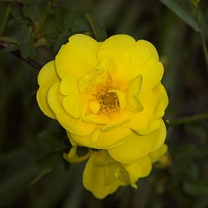 Harison's_yellow_rose_X6056717_06-05-2018-001